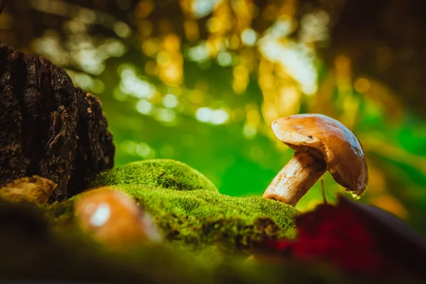 Свіжий коричневий шапка гриб Болету на моху — стокове фото