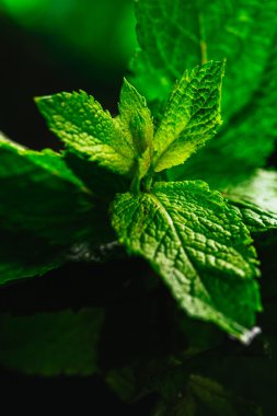 Siyah ayna arka planında taze nane.