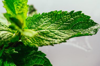 Siyah ayna arka planında taze nane.