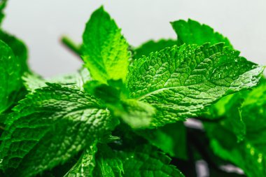 Siyah ayna arka planında taze nane.