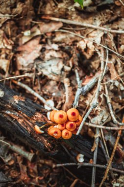Mantar bir güdük ve sonbahar yaprakları yere ormanda