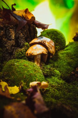 koyu yeşil yosun ıslak şapkalı mantar