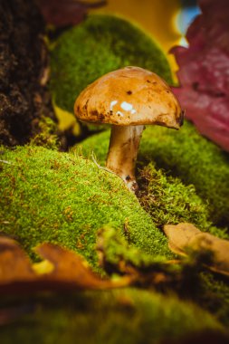 koyu yeşil yosun ıslak şapkalı mantar