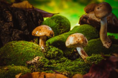 koyu yeşil yosun ıslak şapkalı mantar