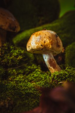 koyu yeşil yosun ıslak şapkalı mantar