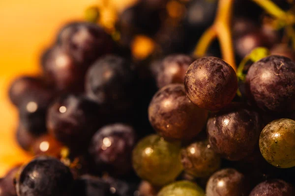 Bär mogna röda druvor på en gren-närbild — Stockfoto