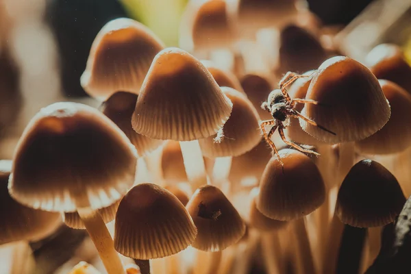 Muchos pequeños hongos en un tocón de árbol de cerca — Foto de Stock