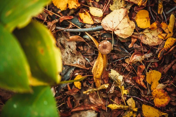 Champiñones en un tocón y el otoño deja el suelo en el bosque —  Fotos de Stock