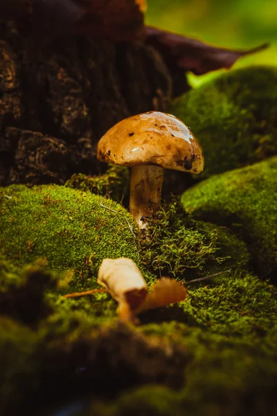 어둠에 젖은 모자와 녹색 이끼 버섯 — 스톡 사진