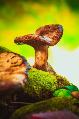 Ormanda yetişen taze mantarlı yosun.