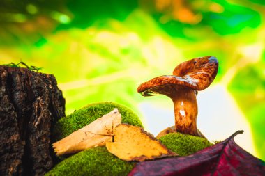 Ormanda yetişen taze mantarlı yosun.