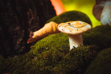 Taze mantar russula beyaz sapı yosunlarda yetişir.