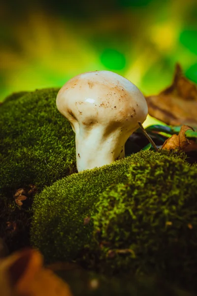 Natte paddestoel Cammel groeit op groene mos — Stockfoto