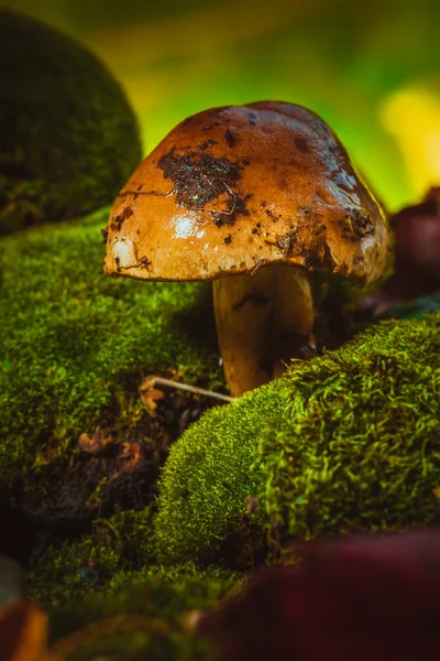 Dark mushrooms on green moss with a wet hat — Stock Photo, Image