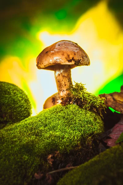Dark mushrooms on moss with a wet hat blurred background — Stock Photo, Image