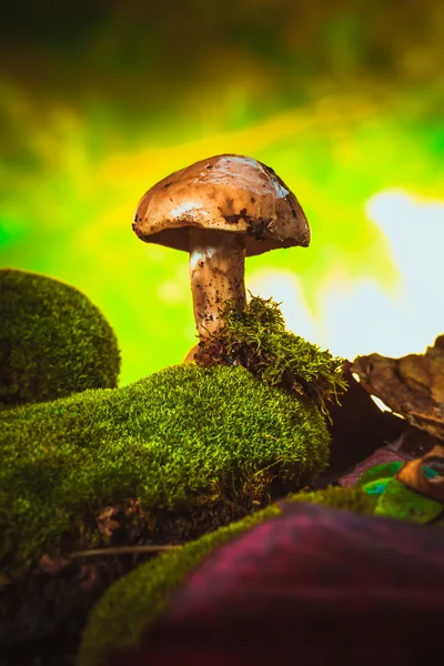 Donkere paddestoelen op mos met een natte muts achtergrond wazig — Stockfoto