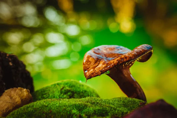 Fresh chanterelle mushroom growing in the woods on moss — Stock Photo, Image