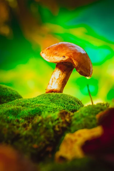 Свіжий коричневий шапка гриб Болету на моху — стокове фото