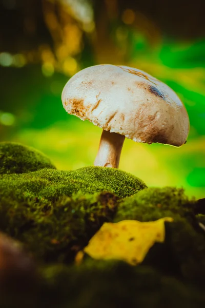 Fresh mushroom forest champignons grows on moss — Stock Photo, Image
