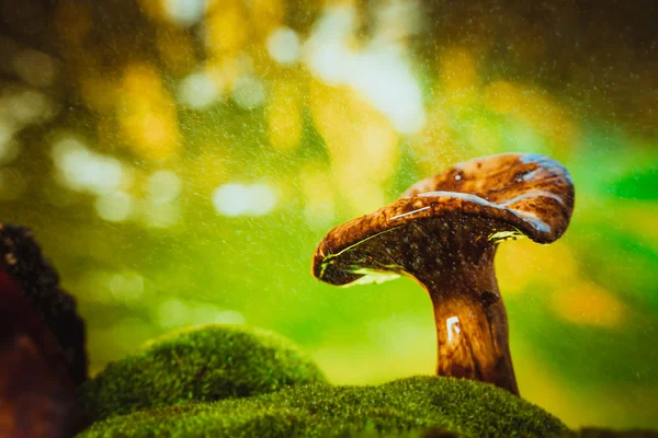 Čerstvé chanterelle houby rostoucí v lesích na mechu pod deštěm — Stock fotografie