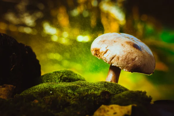 Champignons frais de la forêt de champignons pousse sur la mousse — Photo
