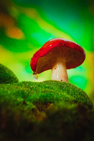 Verse paddenstoel russula witte stengel groeit op mos — Stockfoto