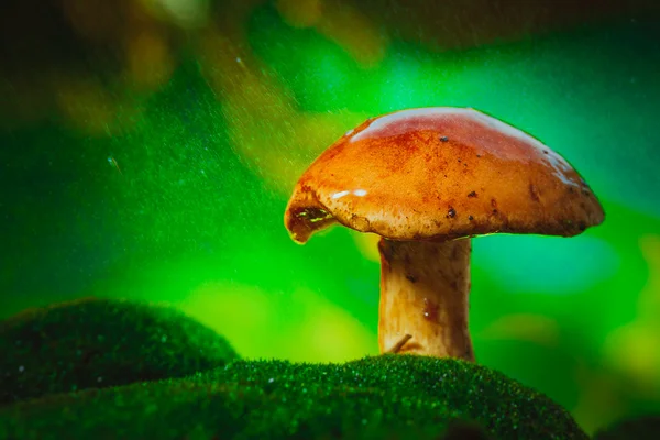 Свіжий коричневий шапка гриб болету на моху під дощем — стокове фото