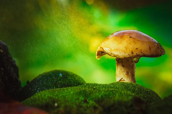 Na mech houby lehké mrholení deště — Stock fotografie