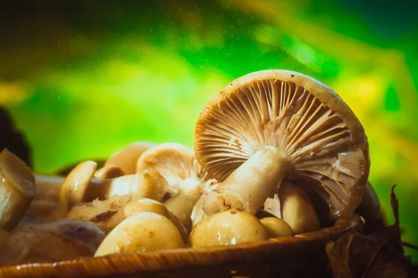 Russula svampar i en korg på nära håll — Stockfoto