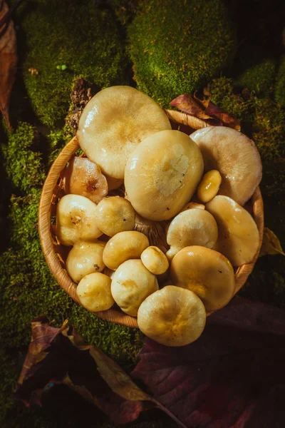 Russula svampar i en korg som närbild på mossa — Stockfoto