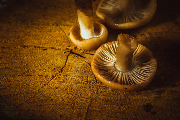 грибы russula крупным планом на пне
