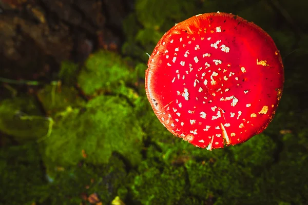 Piękny czerwony z białymi plamkami grzyb na mchu — Zdjęcie stockowe
