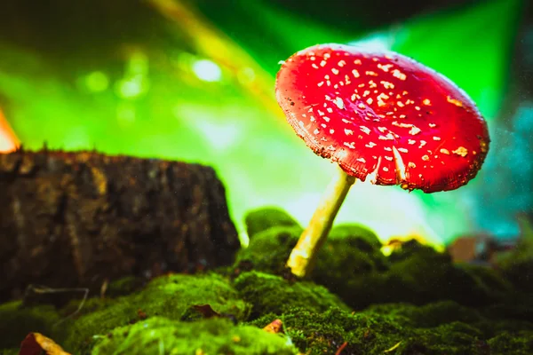 Belo vermelho com cogumelos de lugares brancos em musgo — Fotografia de Stock