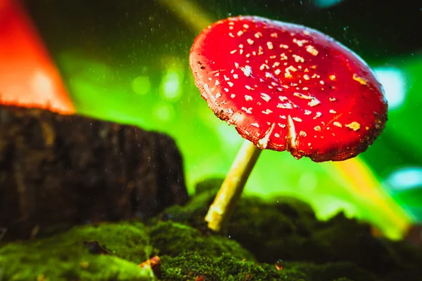 Beautiful red with white spots mushroom on moss — Stock Photo, Image