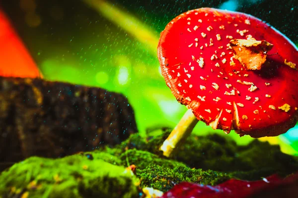 Bellissimo rosso con macchie bianche fungo sul muschio — Foto Stock