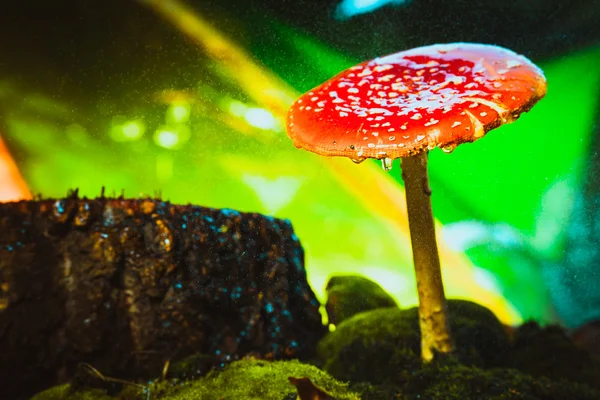 Mooi rood met witte vlekken champignon op mos — Stockfoto