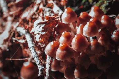 bir ağaç güdük yakın çekim üzerinde birçok küçük mantar