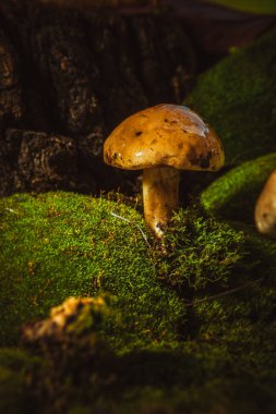 koyu yeşil yosun ıslak şapkalı mantar