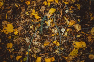sonbahar yaprakları sarı ve yeşil orman yere