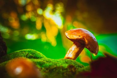 taze kahverengi kap çörek mantar üzerinde yosun