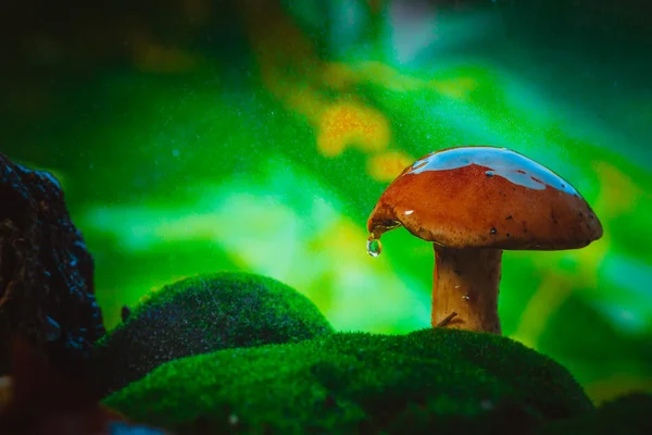 Fresh brown cap boletus mushroom on moss in the rain — Stock Photo, Image