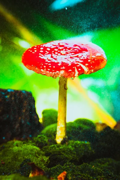 Beautiful red with white spots mushroom on moss — Stock Photo, Image