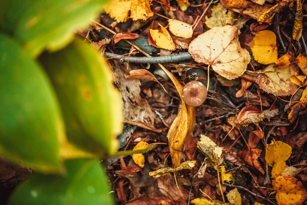 Champiñones en un tocón y el otoño deja el suelo en el bosque — Foto de Stock