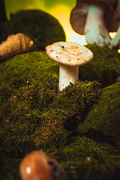 Verse paddenstoel russula witte stengel groeit op mos — Stockfoto