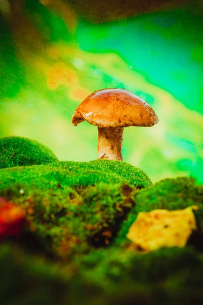Fresh brown cap boletus mushroom on moss in the rain — Stock Photo, Image