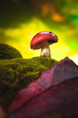 Taze mantar russula beyaz sapı yosunlarda yetişir.