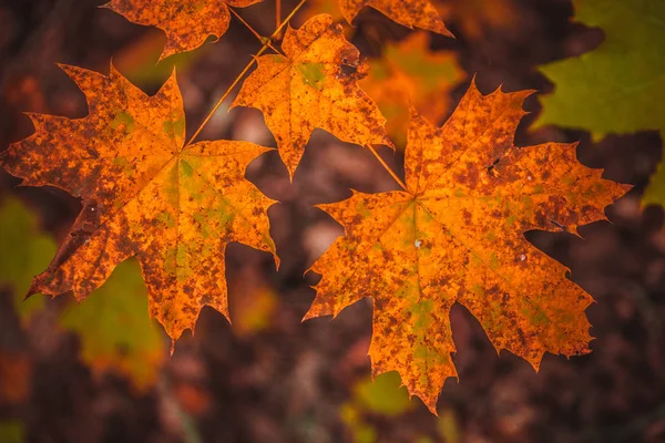 Herbstblätter gelb und grün vom Baum — Stockfoto