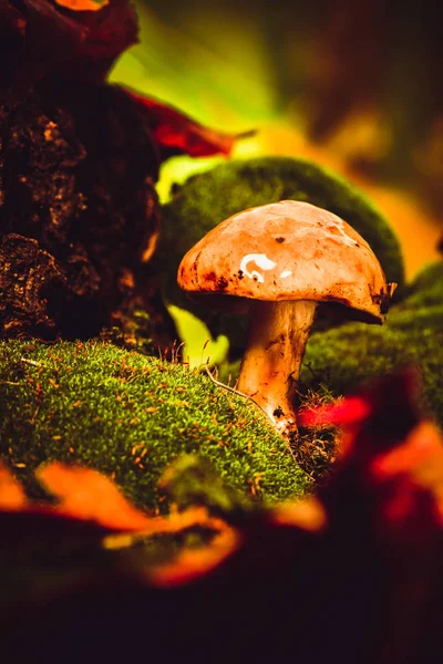 Dark mushrooms on green moss with a wet hat — Stock Photo, Image