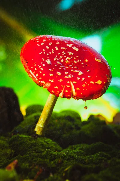 Piękny czerwony z białymi plamkami grzyb na mchu — Zdjęcie stockowe
