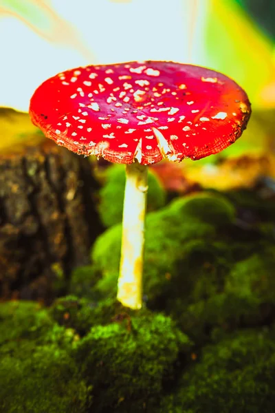 Красивый красный с белыми пятнами грибов на мху — стоковое фото